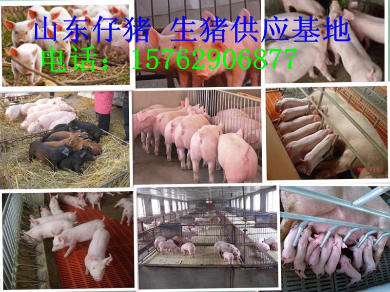 initpintu_猪洁副本